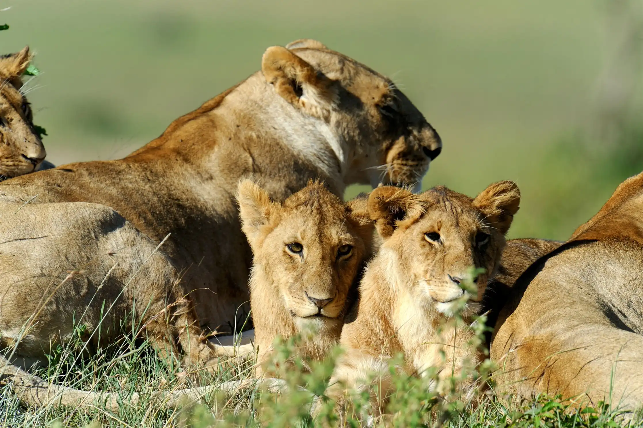 Serengeti National Park