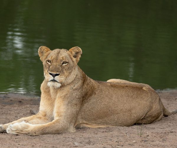 Mass Image Compressor Compressed this image. https://sourceforge.net/projects/icompress/ with Quality:80