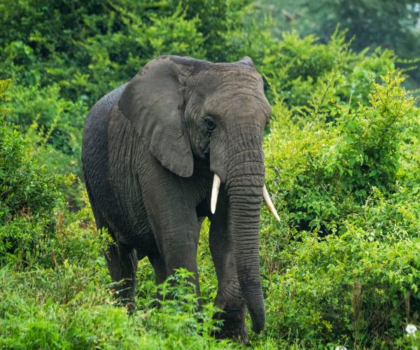 Mass Image Compressor Compressed this image. https://sourceforge.net/projects/icompress/ with Quality:80