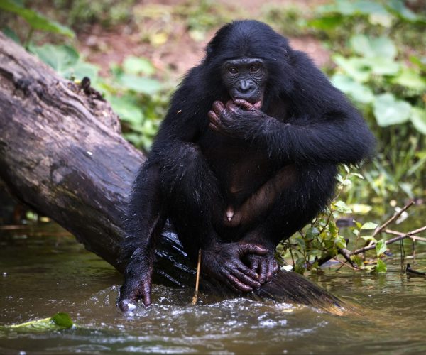 Mass Image Compressor Compressed this image. https://sourceforge.net/projects/icompress/ with Quality:80