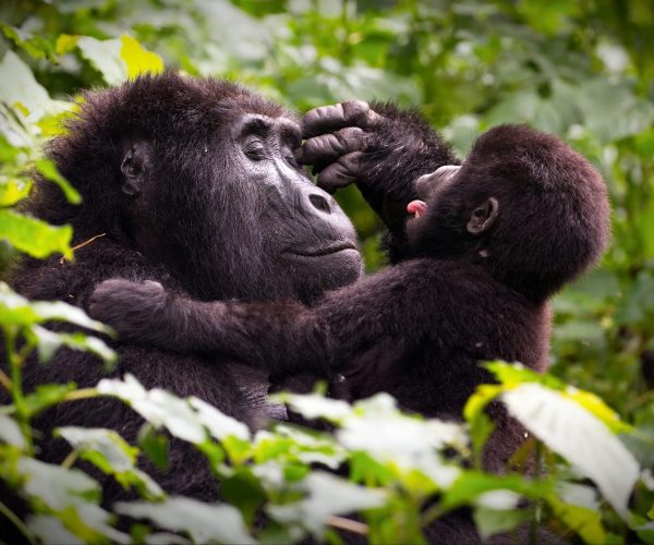 A mother gorrilla playing with her baby in a forest in Uganda